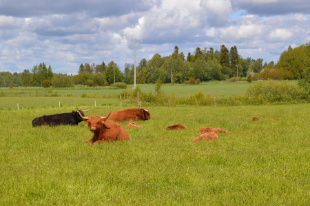 Lapset päikkäreillä. Aikuiset nauttii kesäpäivästä