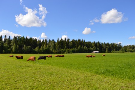 Pohjanmaalla ladot alkavat olla maisemassa harvinaisia, niin myös laiduntava karja.