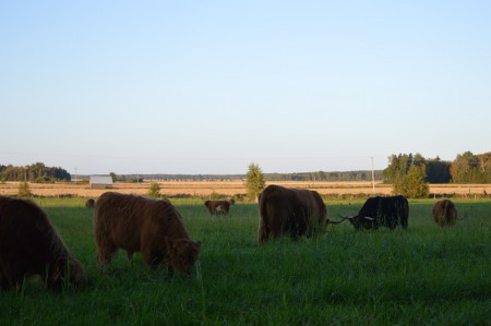 Tässä on joskus ollut Tainusjärven ranta