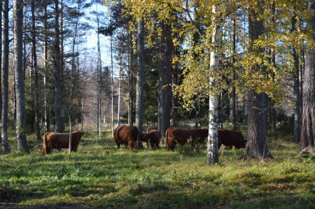 Ollikin pääsi viettämään poikiensa kanssa poikamieselämää talveksi.